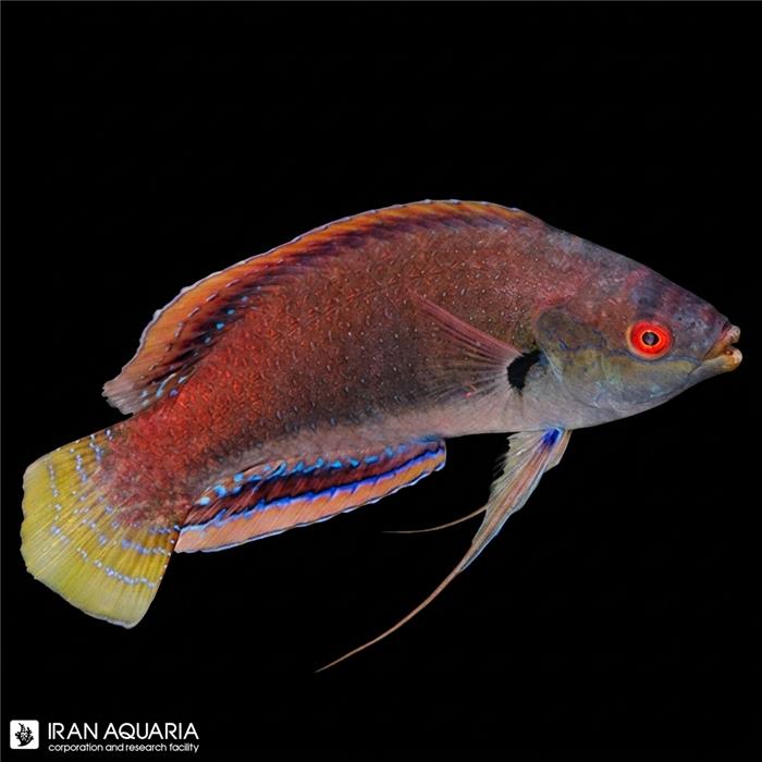 راس فرشته‌ی فاین اسپاتد (Fine Spotted Fairy Wrasse)