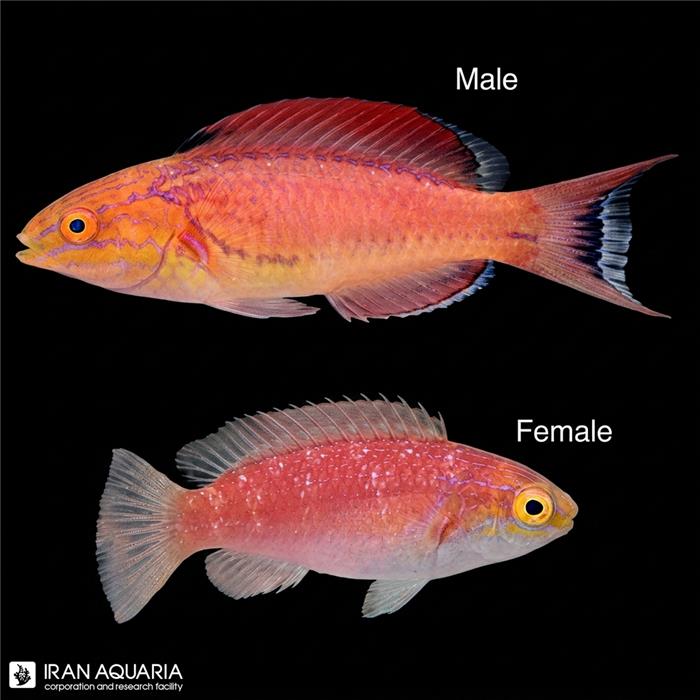 راس فرشته ی جانسون (Johnson's Fairy Wrasse)