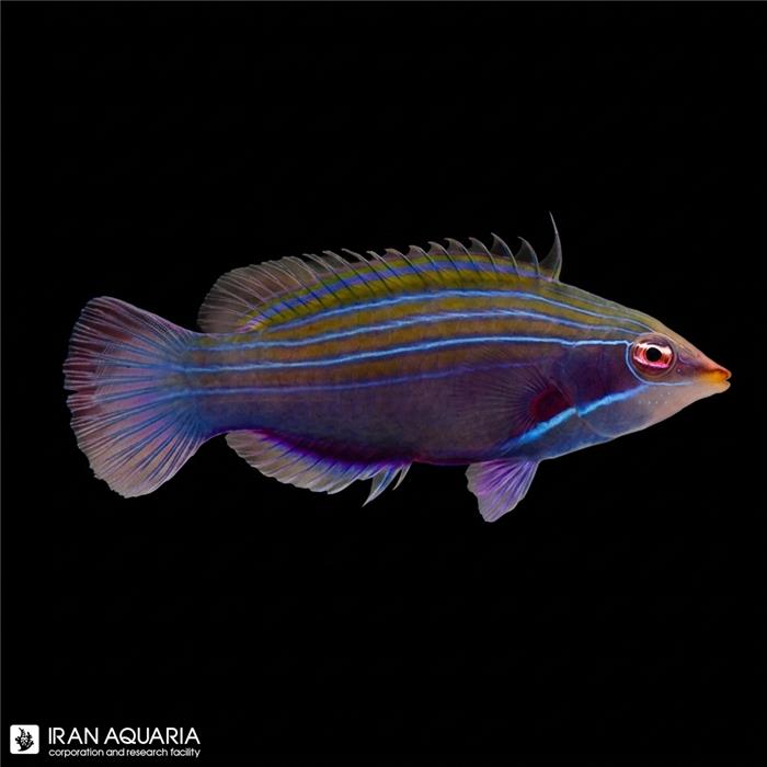 راس چهار خط (Four Line Wrasse)