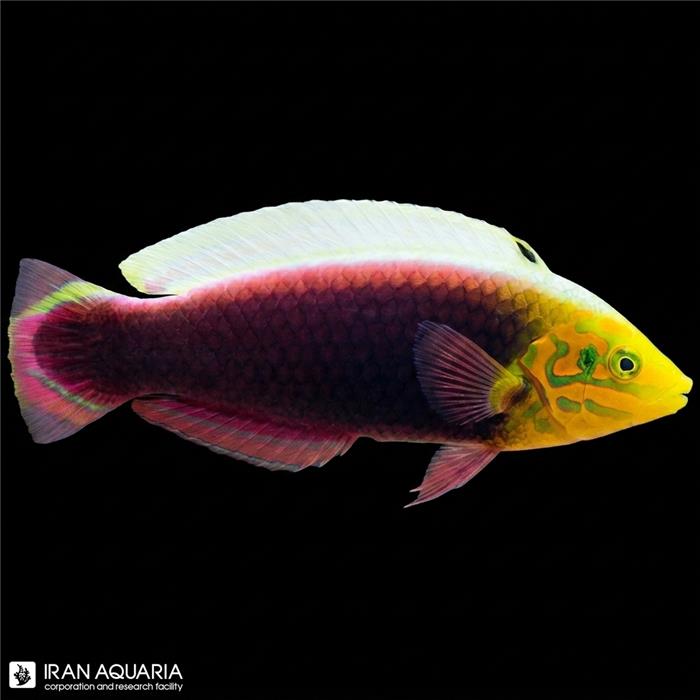 راس رادیانت (Radiant Wrasse)