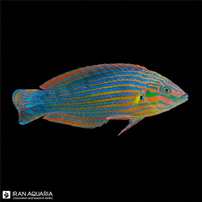 راس ملاناروس (Melanurus Wrasse)