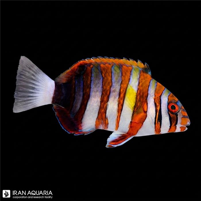 هارلیکوئین تاسک (Harlequin Tusk)