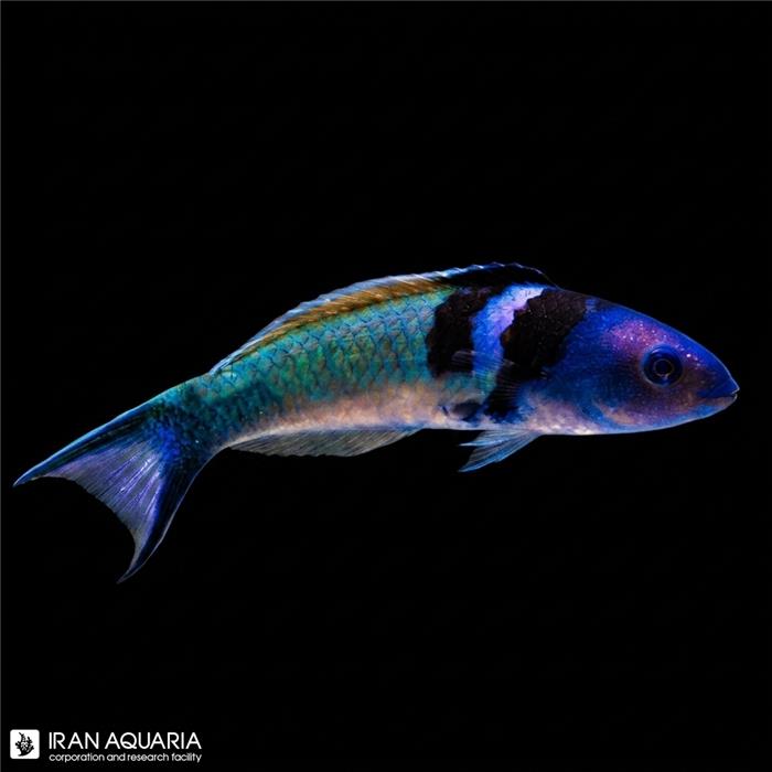 راس بلو هد (Bluehead Wrasse)