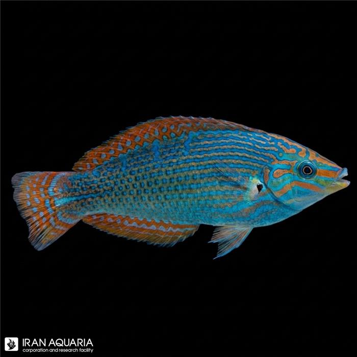 راس ورولیکی (Vrolik's Wrasse)