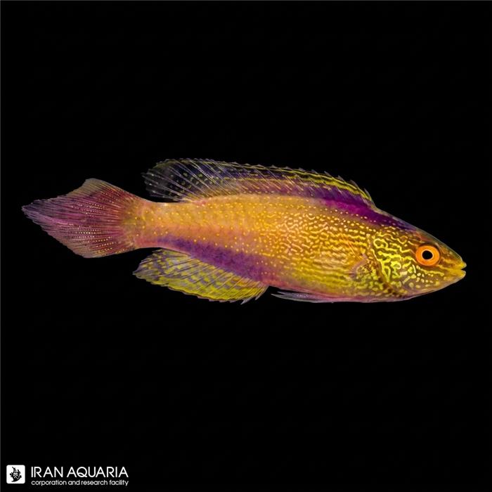 راس رامبوید طلایی (Golden Rhomboidalis Wrasse)