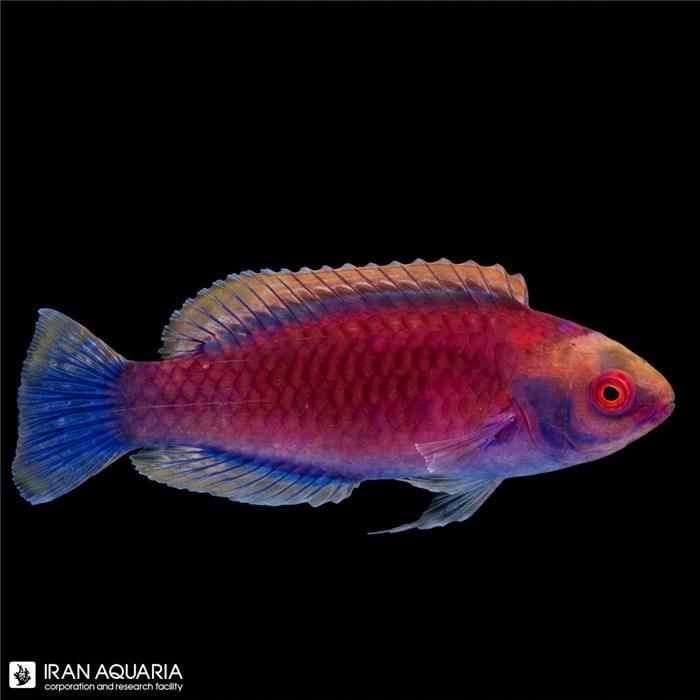راس فرشته‌ی داروین (Darwin's Glow Fairy Wrasse)