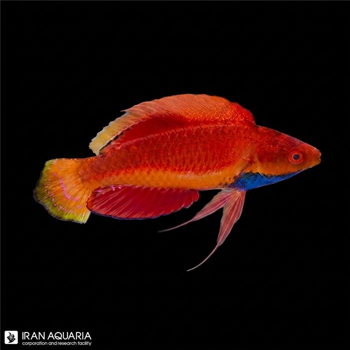 راس فرشته‌ی گلو آبی (Blue Throat Fairy Wrasse)