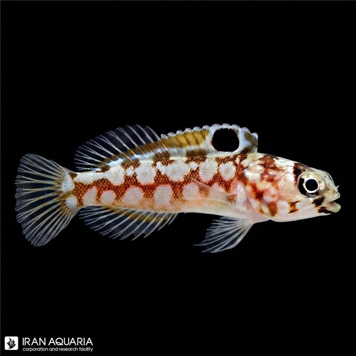 آرواره ماهی خال مشکی (Chinstrap Jawfish)