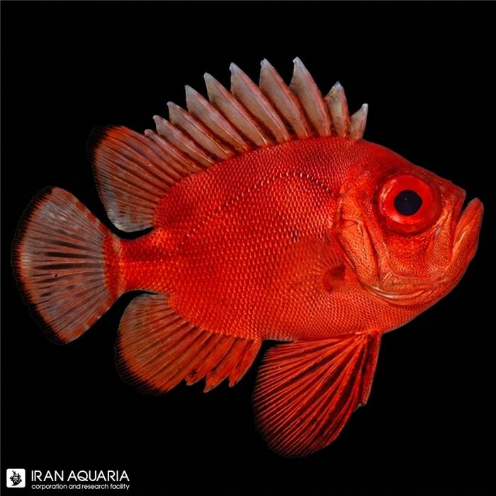 سنجاب ماهی پاپ آی ( Popeye Soldierfish )