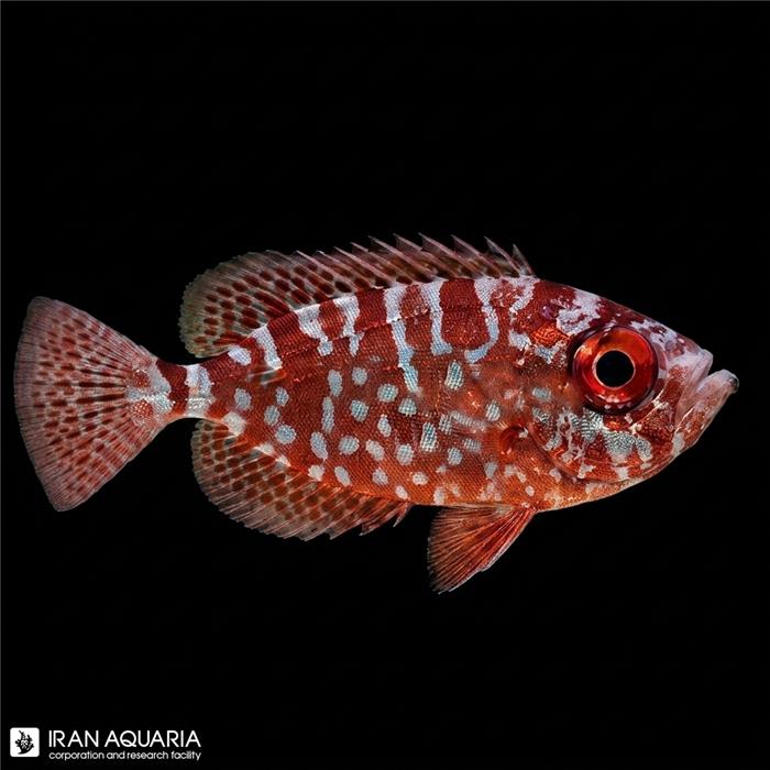 سنجاب ماهی گلس آی ( Glasseye Squirrelfish )