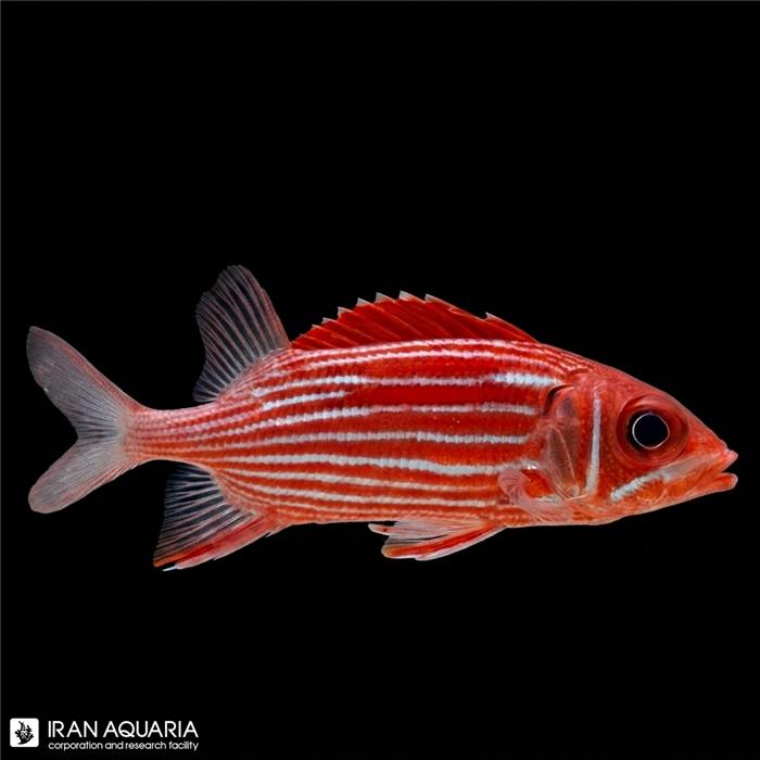 سنجاب ماهی خط دار ( Striped Squirrelfish )