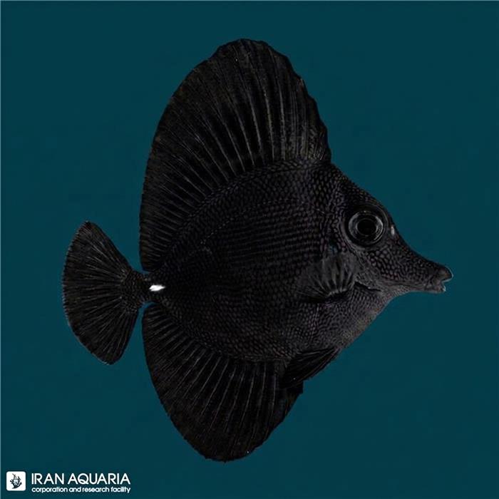 جراح مشکی لانگ نوز-بلک تانگ (Black Longnose Tang)