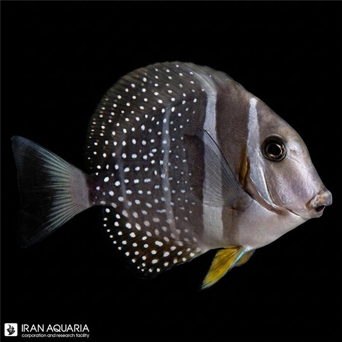 جراح موستارد (Mustard Guttatus Tang)