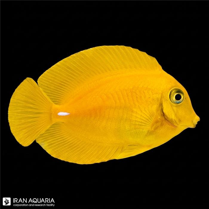جراح لمون (Lemon Tang)
