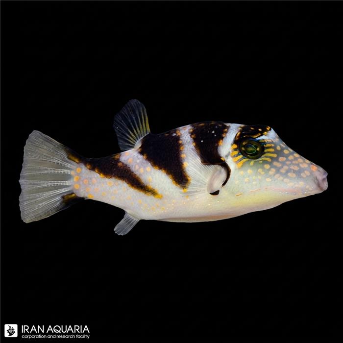 پافر زیندار (Saddle Puffer)