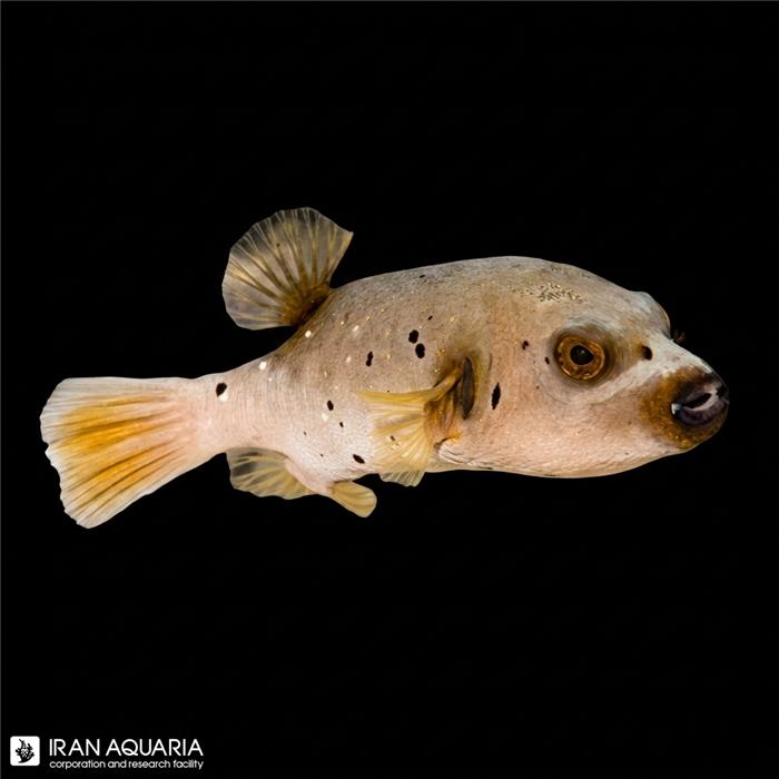 پافر آراتورن (Arathorn  Puffer)