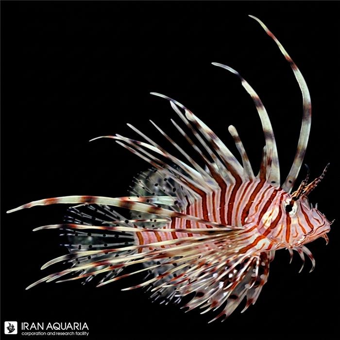 خروس ماهی مایلز (Miles Lionfish)