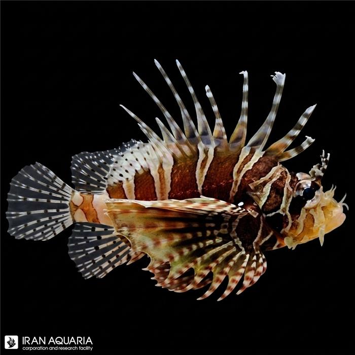 خروس ماهی کوتوله زبرا (Zebra Dwarf Lionfish)