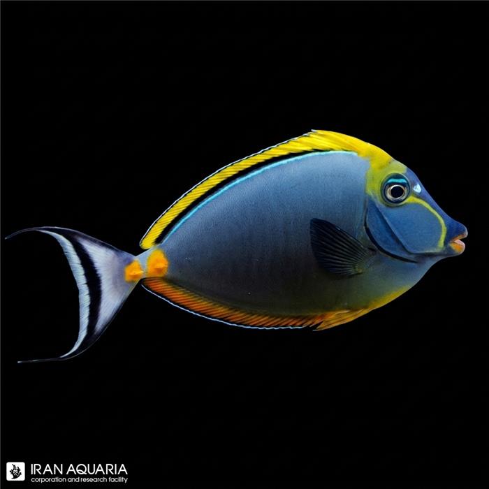 ناسو الگانس (Naso Elegans)