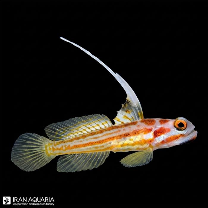 گابی یاشا (Yasha White Ray Shrimp Goby)