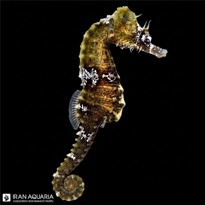 اسبک ماهی ارکتوس (Lined Seahorse)