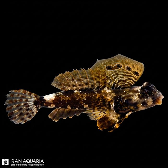 اسکوتر بلنی (Scooter Blenny)