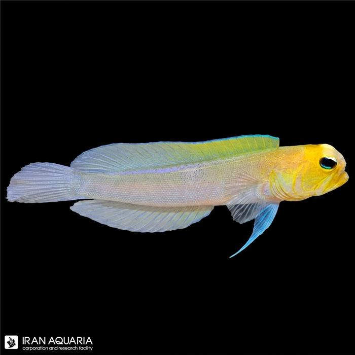 آرواره ماهی سر زرد (Yellowhead Jawfish)