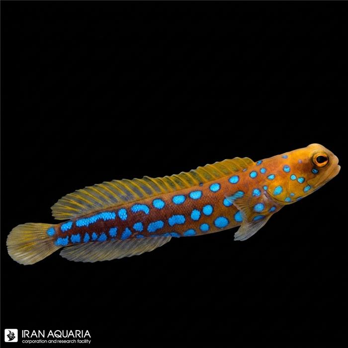 آرواره ماهی خال آبی (Blue Dot Jawfish)