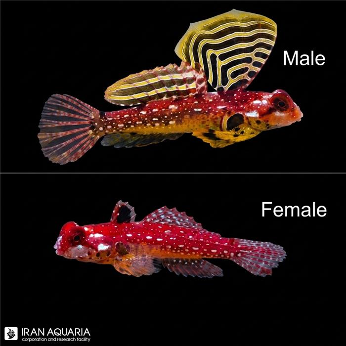 اسکوتر رابی رد (Ruby Red Dragonet)
