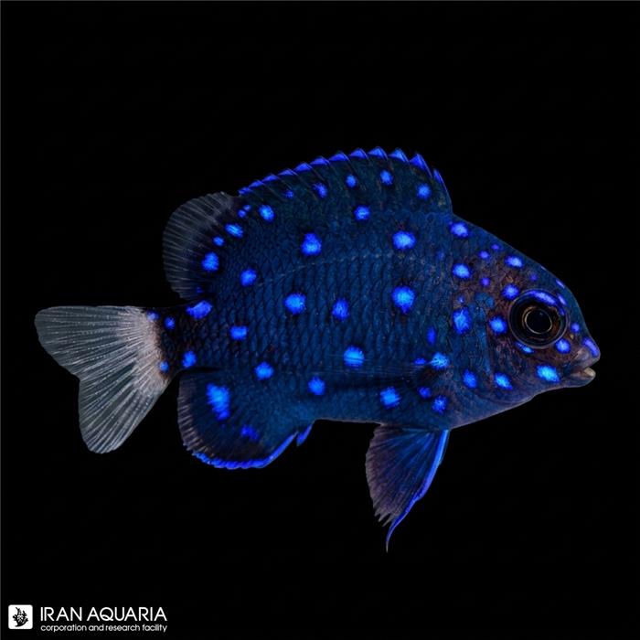 دامسل جواهری (Jewel Damselfish)