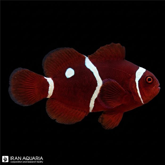 دلقک ماهی مارون گلد دات وارداتی (Gold Dot Maroon Clownfish)