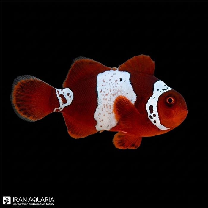 دلقک ماهی مارون لایتنینگ وارداتی (Lightning Maroon Clownfish)