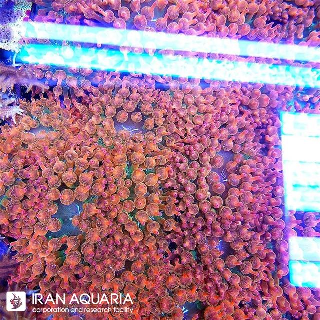 شقایق رز بابل (Rose bubble anemone)