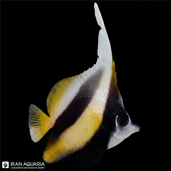 پروانه آنتن دار ردسی (Redsea Bannerfish)