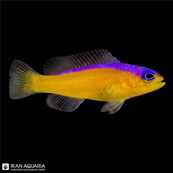 داتی بک خط بنفش (Purple Stripe Dottyback)