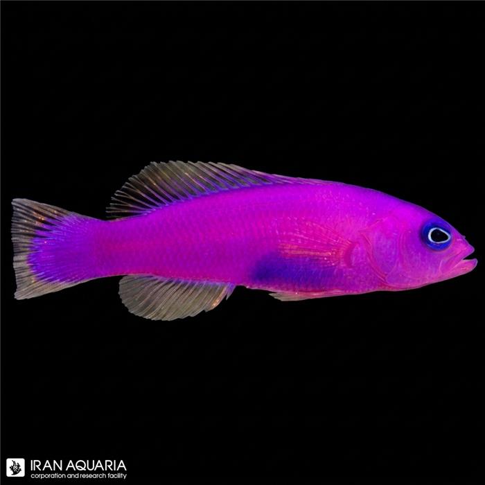 داتی بک بنفش (Purple Dottyback)