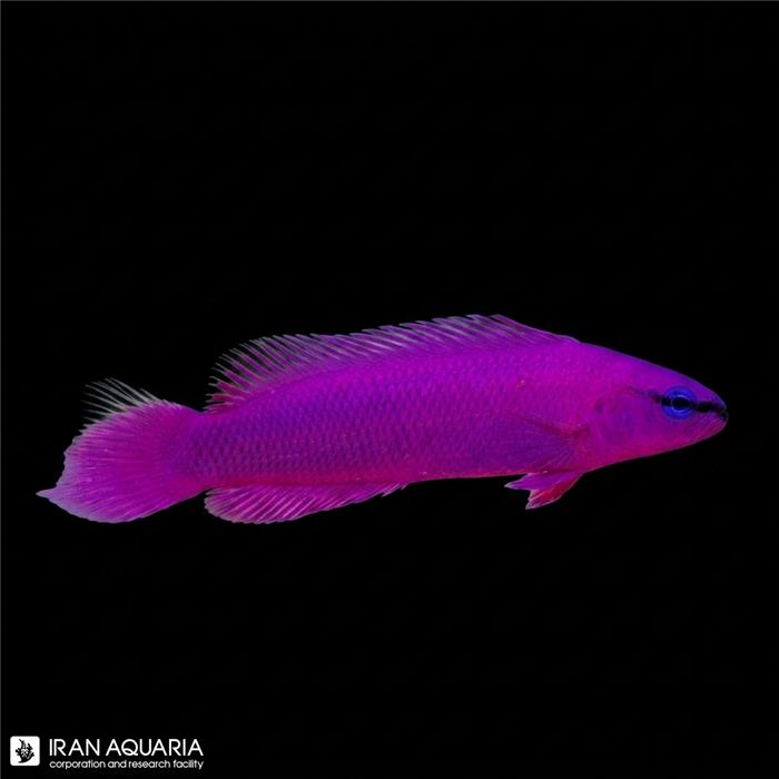 داتی بک ارکید (Orchid Dottyback)