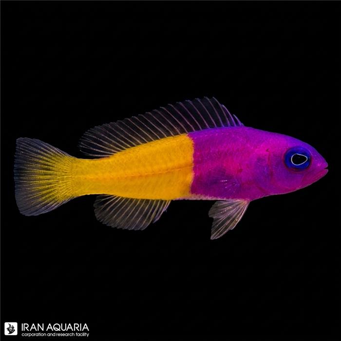 رویال داتی بک (Bicolor Dottyback)