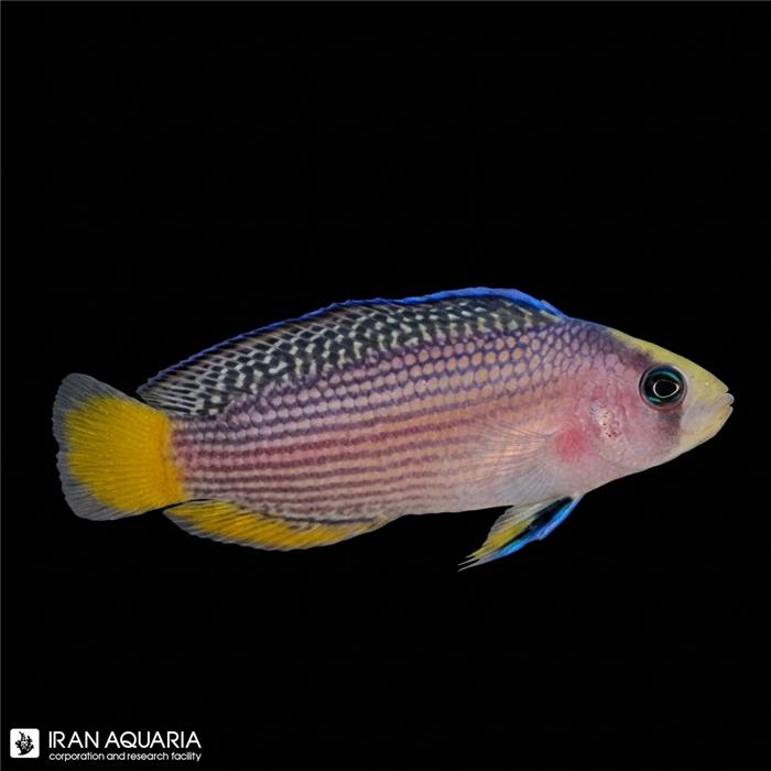 داتی بک با شکوه (Splendid Dottyback)