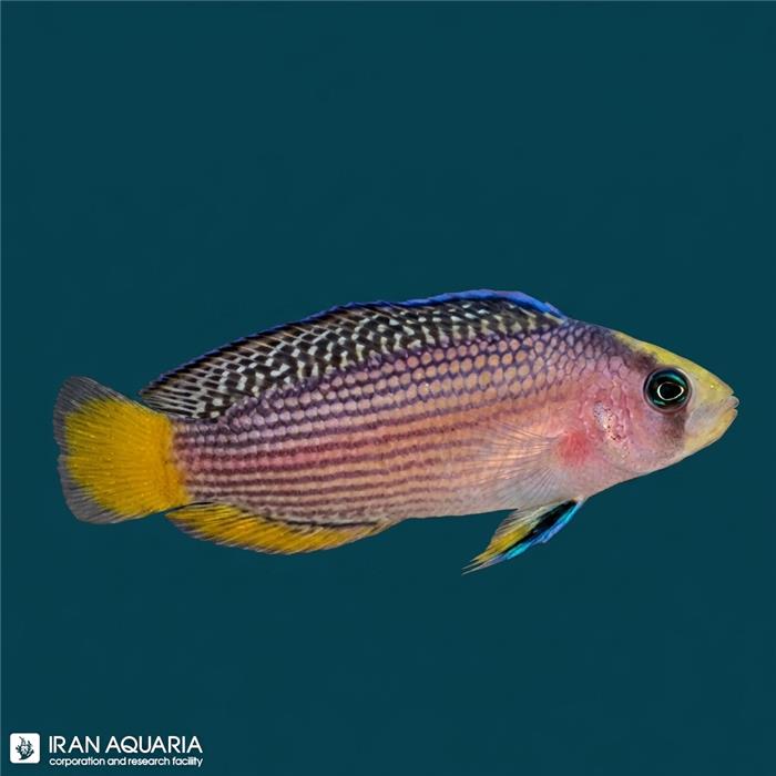 Splendid Dottyback