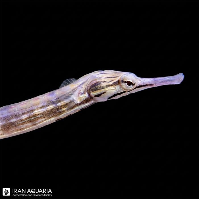 پایپ ماهی صورت اژدها (Dragonface Pipefish)