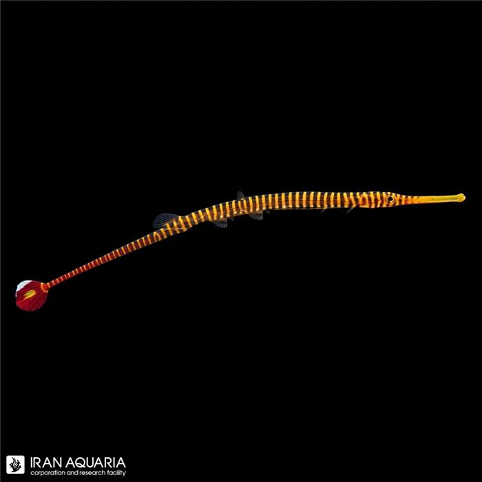 پایپ ماهی راه راه زرد (Yellow Multibanded Pipefish)