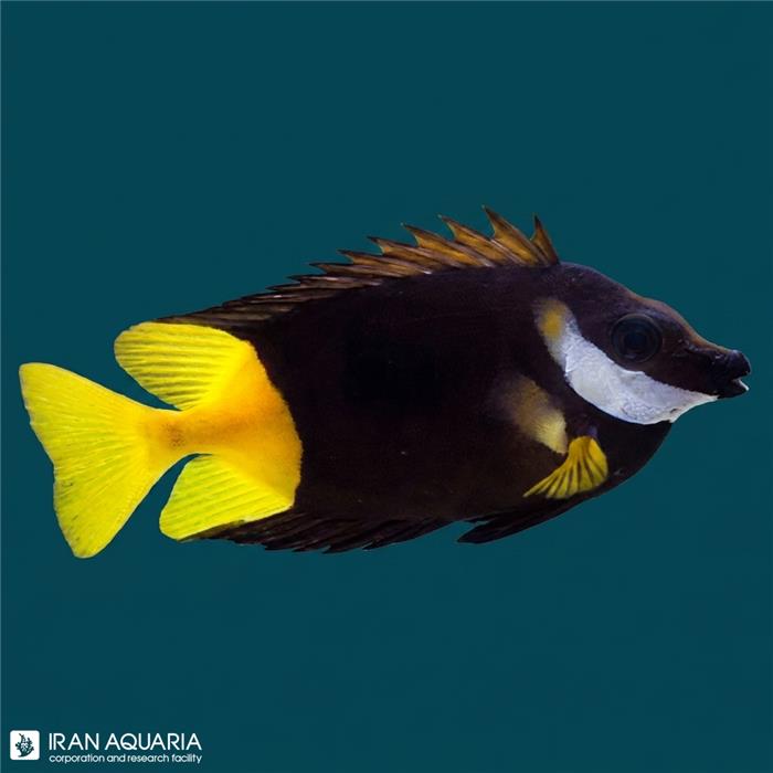 صورت روباهی بایکالر فیجی (Bicolor Foxface)