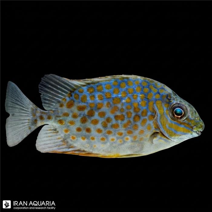 خرگوش ماهی گوتاتوس (Yellow Blotch Rabbitfish)