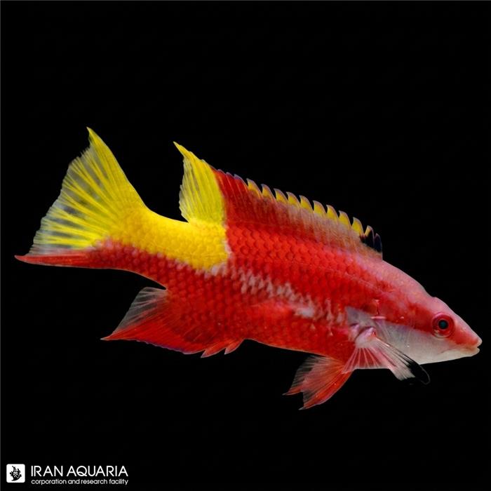 هاگ فیش کوبایی (Cuban Hogfish)