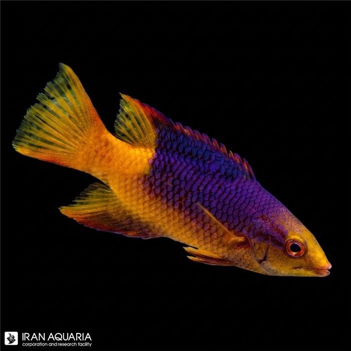 هاگ ماهی اسپانیایی (Spanish Hogfish)