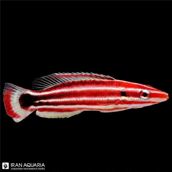 هاگ ماهی کندی استریپ (Pacific Redstripe Hogfish)