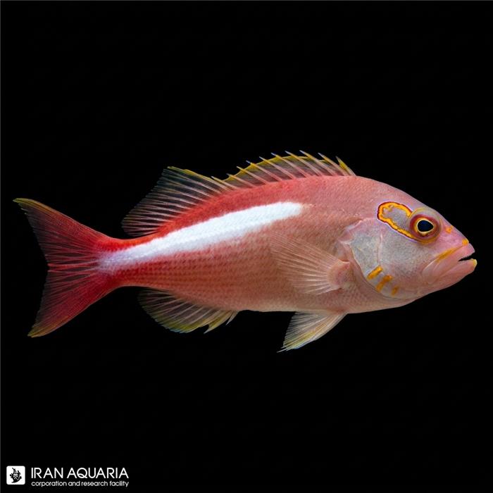 شاهین ماهی آرک آی (Arc Eye Hawkfish)