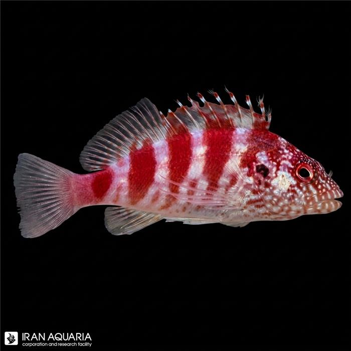 شاهین ماهی نوار قرمز (Redbanded hawkfish)