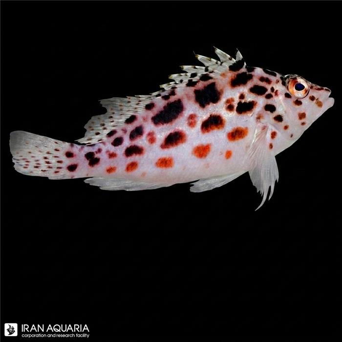 شاهین ماهی خال‌دار (Spotted Hawkfish)